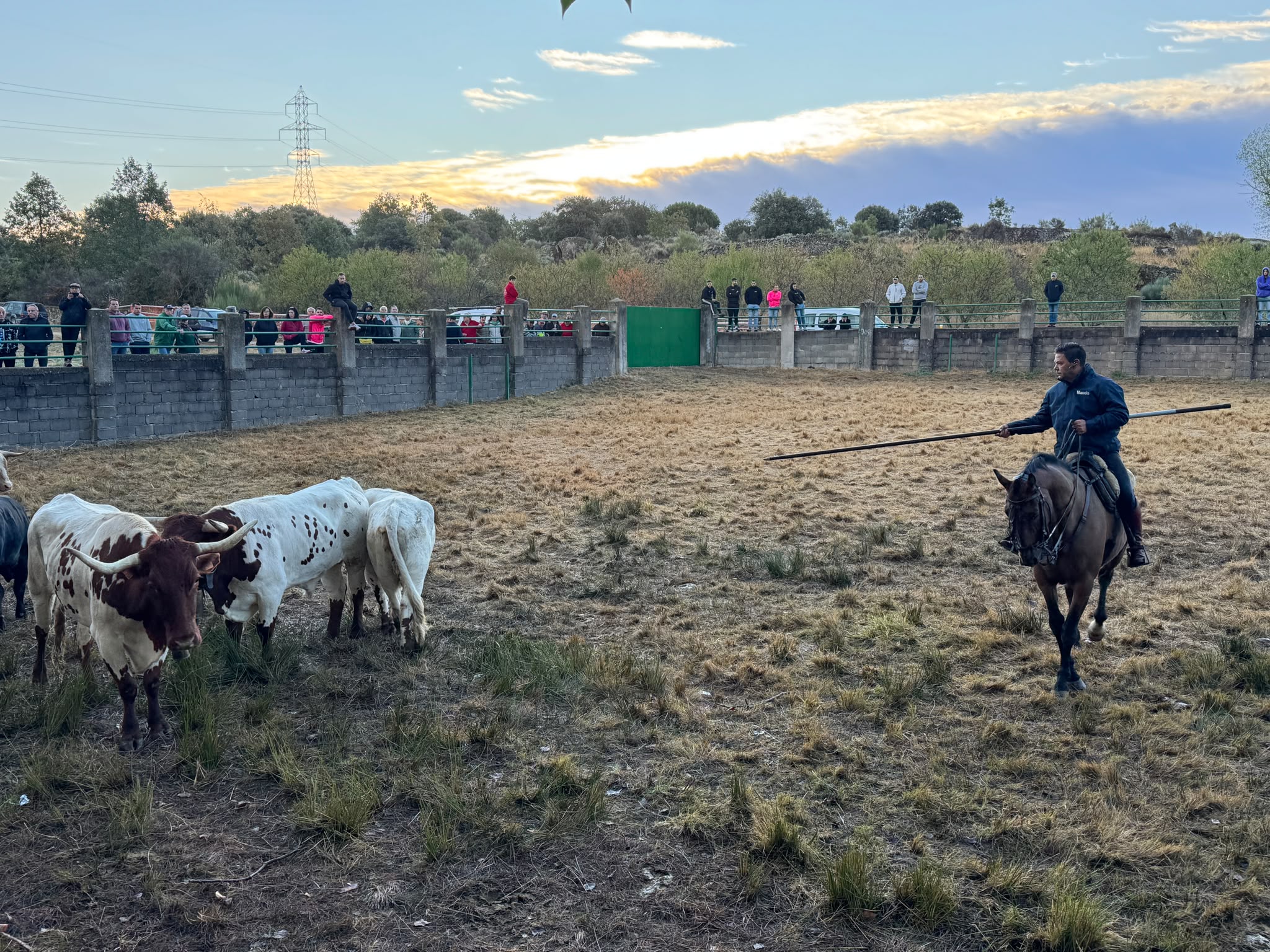 Encierro a Caballo De Novillos De La Campana En Aldead&aacute;vila De La Ribera. Salamanca24horas (10)
