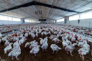 Granja de engorde de pollos | Gustavo Valiente / Europa Press
