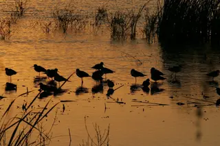 Aves migratorias