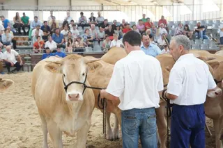 Salamaq 2016: Concurso Blonda de Aquitania
