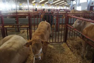 Exposición de ganado en el Recinto Ferial