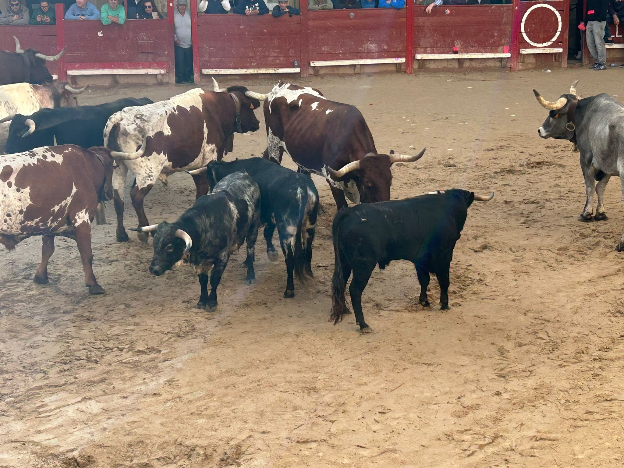 Encierro a Caballo De Novillos De La Campana En Aldead&aacute;vila De La Ribera. Salamanca24horas