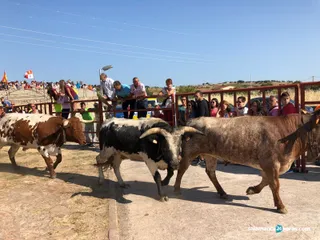 Primer encierro en pereña (19)