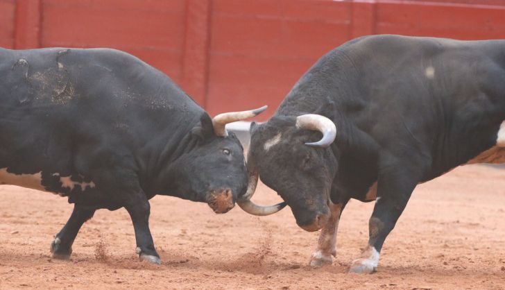Los Galache en el desenjaule