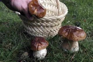 Boletus, ICAL