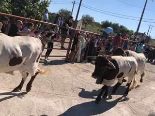 Encierro de cuatro novillos de Valrubio en Pereña de la Ribera