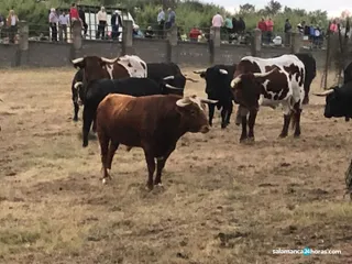 Aldeadávila 25 agosto 2019 (14)