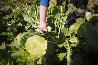 Agricultura | EP