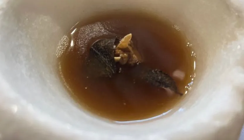 Sopa de bellota (1)