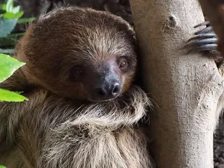 Perezoso animal. Foto EP