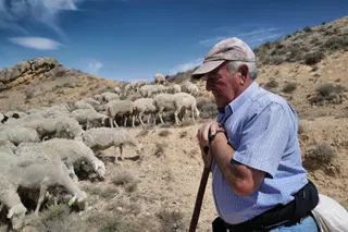 Pastor con sus ovejas. EP