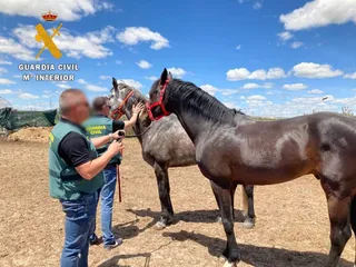 La Guardia Civil con los caballos robados
