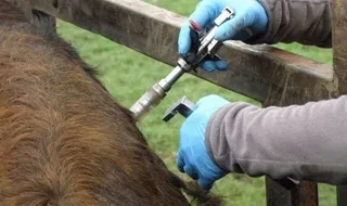 Convocadas ayudas para compensar el coste de la vacunación obligatoria frente a la lengua azul