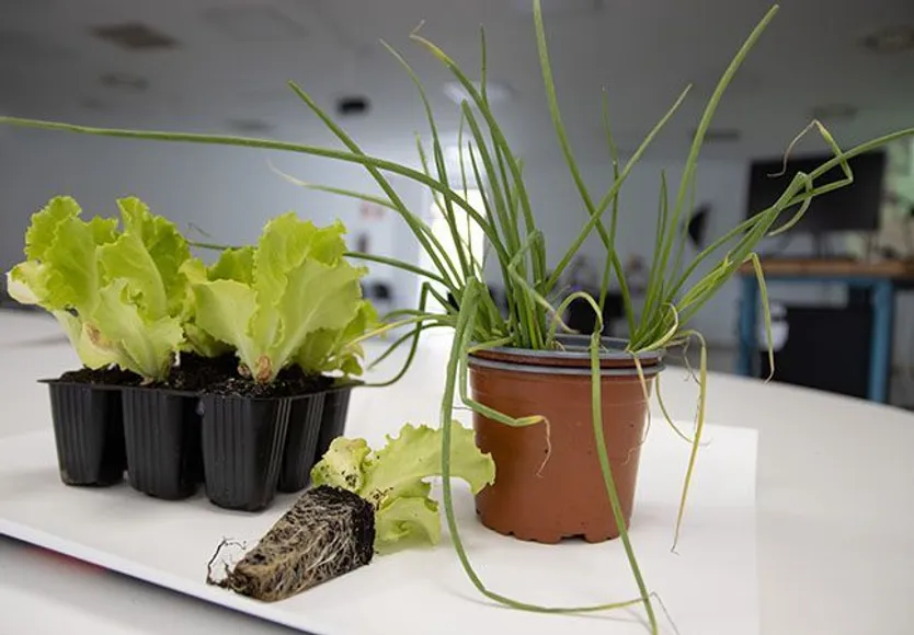 plantas cuerpo