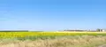 Campo de girasol. ARCHIVO 