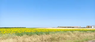 Campo de girasol. ARCHIVO 