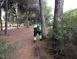 Prevención de la oruga procesionaria