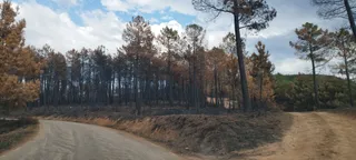 Como quedó el terreno de Monsagro tras el incendio
