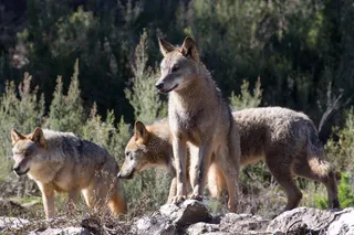 Lobos.
