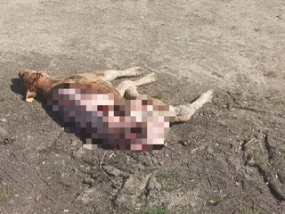 Ternero atacado por meloncillos