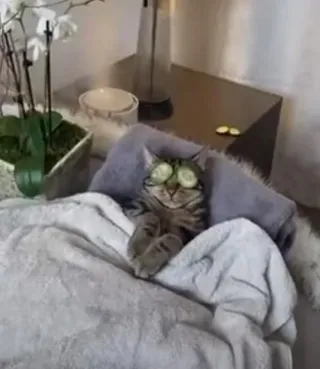 VÍDEO | Un gato en un spa y un perro equilibrista, top en Internet