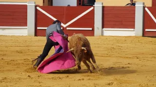 Primera tienta Bolsín Peñaranda de Bracamonte