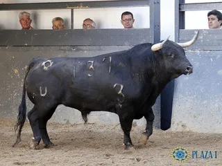 José Juan Fraile: "Confío en la corrida al completo"