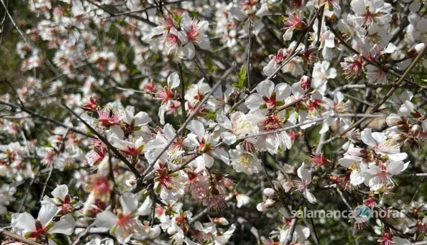 Almendros en flor en las Arribes. Fotos S24H (2)