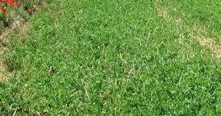 Alfalfa