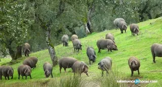 PORCINO IBERICO