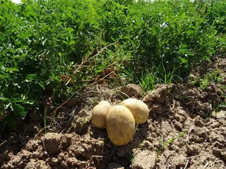 Patata