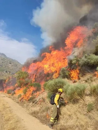 Incencio de Jarilla sierra de Candelario | ICAL
