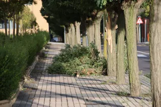La borrasca 'Ciarán' causa grandes destrozos en Salamanca