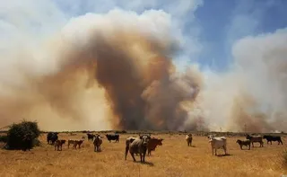 Incendio forestal en San Felices de los Gallegos. Fotos Vicente, ICAL (12)