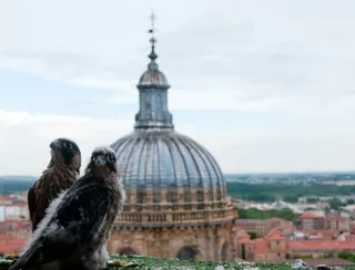 Día grande de Salamanca en Fitur: Ayuntamiento y Diputación presentan la oferta turística para alzar el vuelo tras un año nefasto marcado por la pandemia
