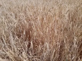 Sequía de cereales