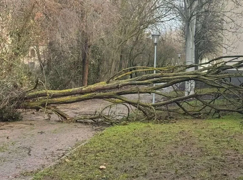 Un arbol cae en la avenida de Segovia por las lluvias