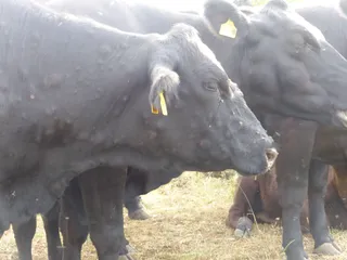 Vacas afectadas por la Dermatosis Nodular Contagiosa | Ministerio de Agricultura, Pesca y Alimentación (MAPA)