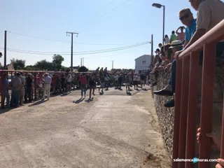 Primer encierro en pereña (39)