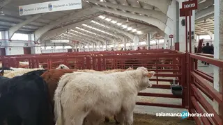 Mercado (2)