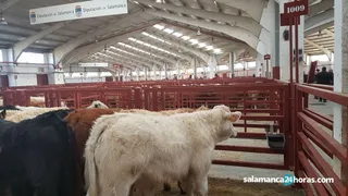 Mercado (2)