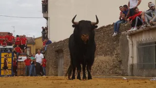 Toro del cajón