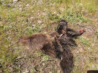 Localizados los restos de un ejemplar joven de oso pardo en San Pedro de Paradela (León)