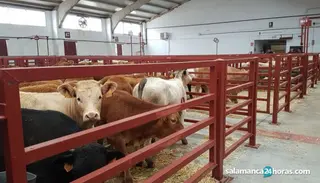 Así ha sido la Lonja de Salamanca este 29 de marzo: Subida de tres a cinco euros para los cereales, se mantiene fuerte el porcino