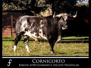 CORNICORTO 2º Candidato a Toro del Antruejo 2019