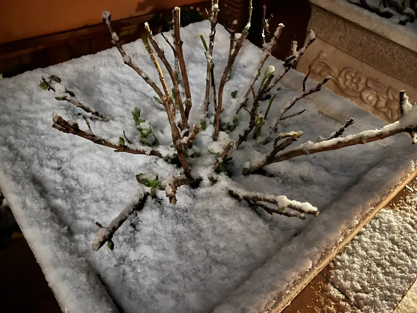 Nieve en Salamanca capital