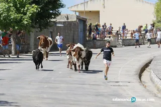 Saucelle encierro (13)