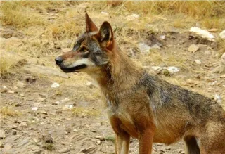 Un ejemplar de lobo ibérico. Foto CSIC - EP