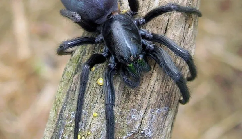 Araña Tubo