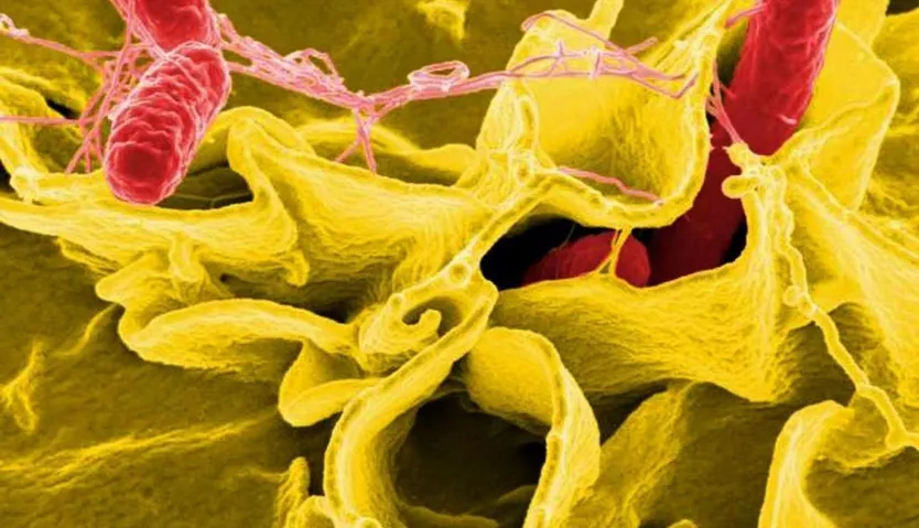 Bacteria salmonella, salmonela